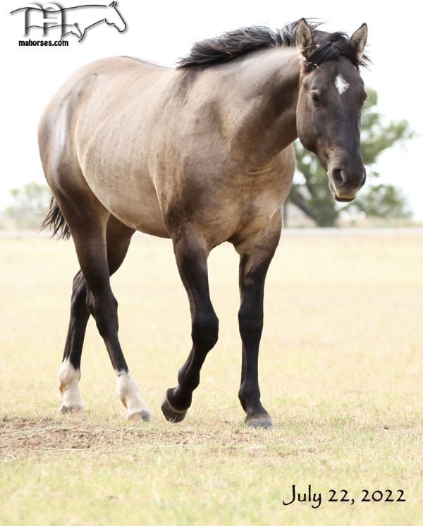 Smokin Hot Hayes MA's 2020 Grulla Colt